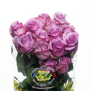 ROSE BLUE CURIOSA 50